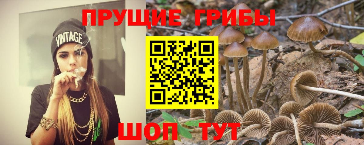 Псилоцибиновые грибы Psilocybine cubensis Когалым